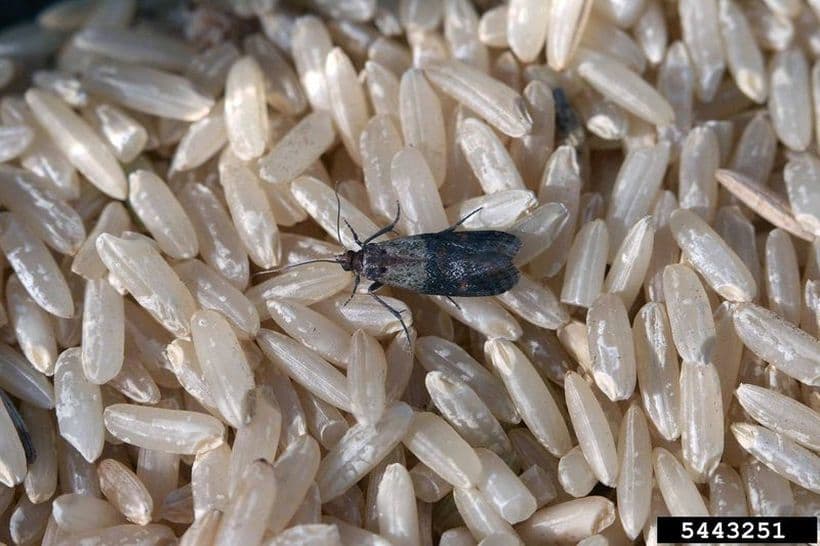 ¿Cómo evitar y eliminar las polillas que aparecen en la cocina? SAIA lo cuenta en ‘RAC1’