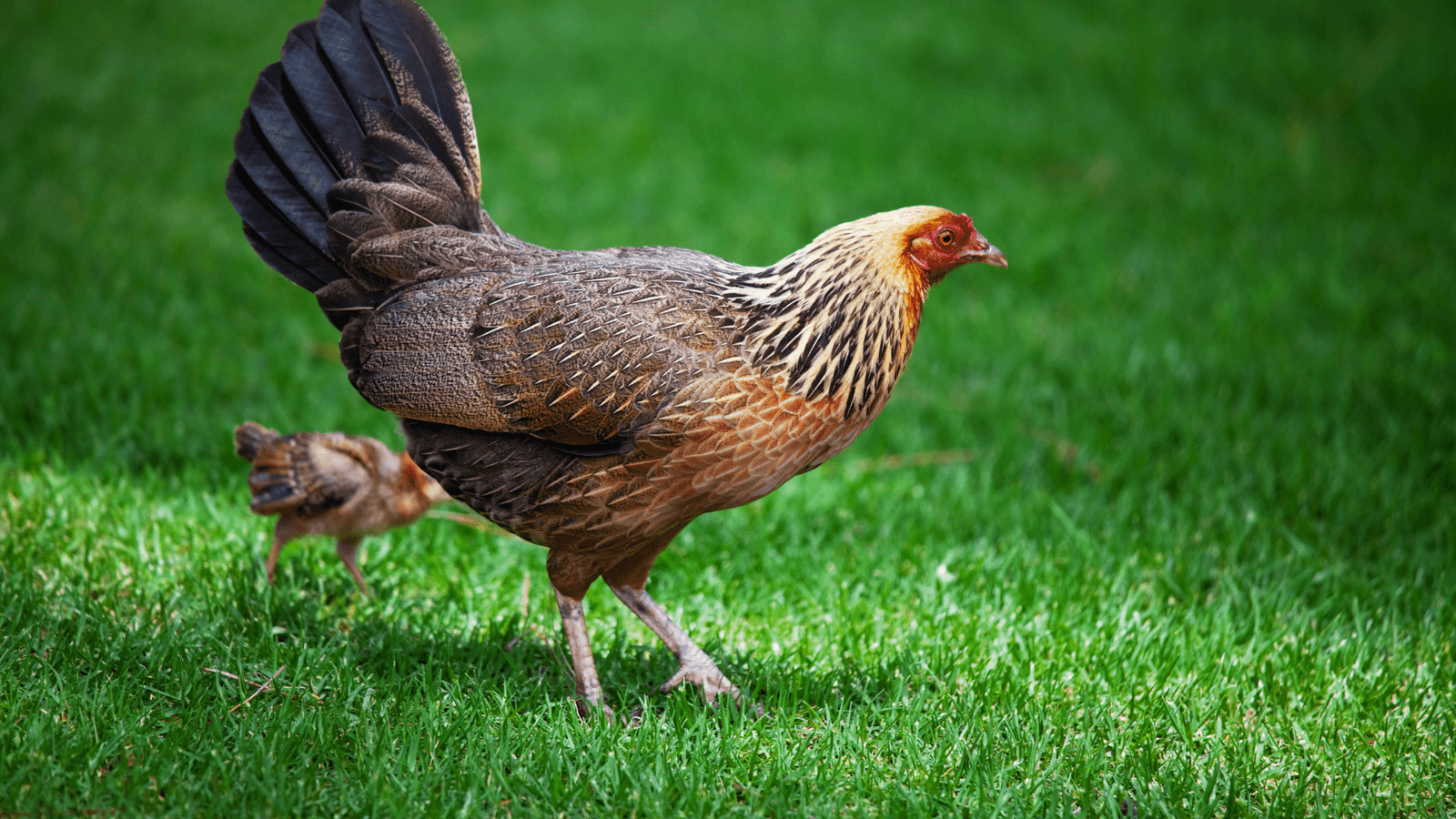 Nueva normativa europea sobre comercialización de carne de aves de corral: guía completa del Reglamento (UE) 2026/343