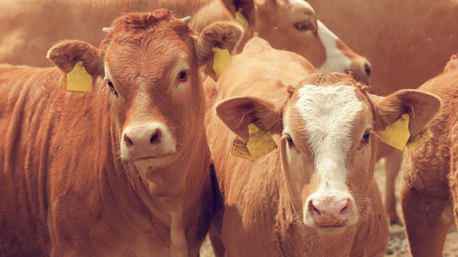 La trazabilidad de la carne de vacuno