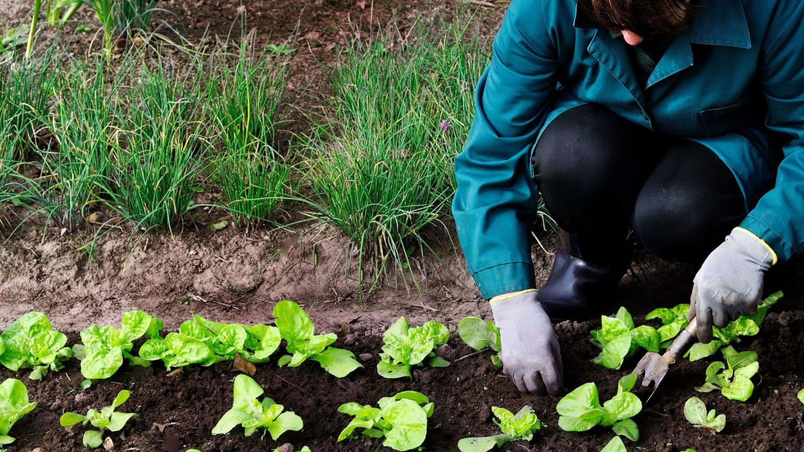 Requisitos de la agricultura ecológica